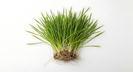 Fresh green grass, an isolated herb plant, grows healthy on a white background, perfect for spring meadow or agriculture themes