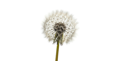 Fluffy dandelion flower with seeds on a white background, embodying nature's delicate summer growth