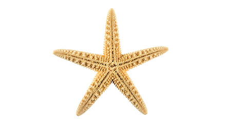 Red sea-star isolated on a white background