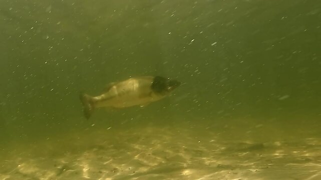 A largemouth bass &ndash; Micropterus salmoides &ndash; with a half-dark, half-light face lies motionless on the sandy bottom, facing the camera, then slowly swims away.