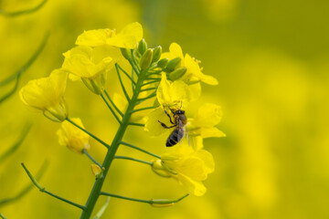 Close-up of a bee collecting pollen from rapeseed flowers in spring. In Spain. Organic farming. Environmental protection and biodiversity.