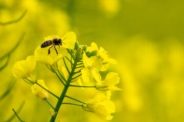European honey bee (Apis mellifera), also known as honey bee collecting nectar on a yellow rape flower. copy space yellow background out of focus.