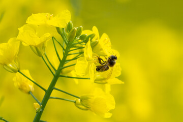 Honeybee (Apis mellifera) World bee day collecting nectar and pollen from a yellow rapeseed flower. The bee's body is covered with fine hairs. and its pollen baskets (corbiculae) on the hind legs.