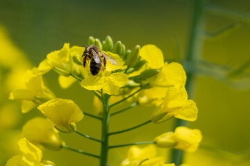 Close-up of European honey bee (Apis mellifera) on its back with standing wings shining in the sun. Collecting pollen from rapeseed flowers in spring. In Spain. Organic farming. Environmental