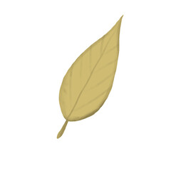 leaf, oval leaf, autumn, fall, botanical, brown leaf, hand-drawn, illustration, clipart, foliage, plant, nature, eco, earthy, transparent background, isolated, stylized, rustic, vintage, dry leaf, nat