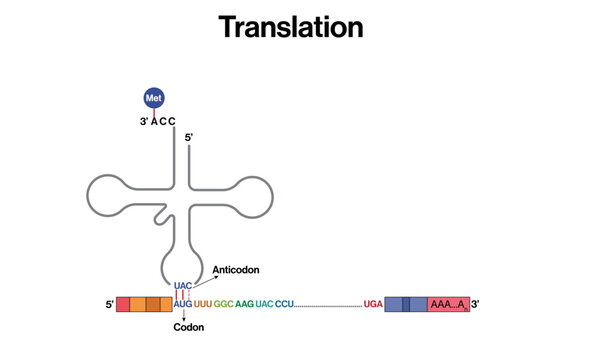 Genetic Translation Process: mRNA to Protein Synthesis Vector Illustration