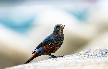 Close-up portrait of a wild Blue Rock Thrush (Monticola solitarius), a colorful bird with blue and brown plumage, captured at the moment of feeding