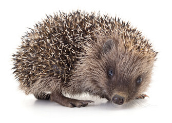Hedgehog on white.