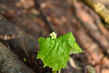 Climbing Mount Amakazari, Niigata, Japan