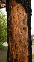 Exposed Inner Tree Bark with Natural Texture and Insect Holes
