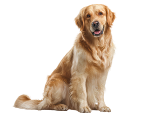 Smiling Golden Retriever Sitting with Tail Curved Around, Front View, Isolated on Transparent Background