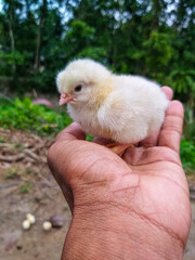 Cute fluffy chick in human hand – baby chicken close-up with natural background, farm animal, poultry, tenderness