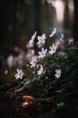 Delicate wood anemones blooming in the forest, bringing a touch of delicate beauty to the undergrowth