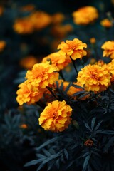 Vibrant orange French marigolds glowing amid lush green foliage, highlighting saturated petals and summer garden warmth