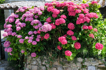 Blooming hydrangeas in vibrant pink and purple spill over a rustic stone wall beneath a weathered garden roof.