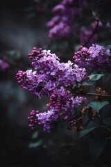 Obraz premium Purple lilac blossoming on garden branch, displaying delicate petals with verdant leaves against soft background during springtime