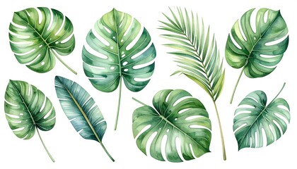 Fototapeta premium Watercolor tropical leaf collection