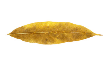 a leaf that is laying down on a white surface