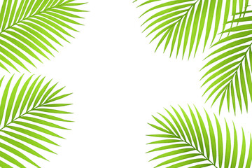 Obraz premium Lush green palm leaves create a vibrant, tropical frame on a transparent background, perfect for summer or nature-themed designs