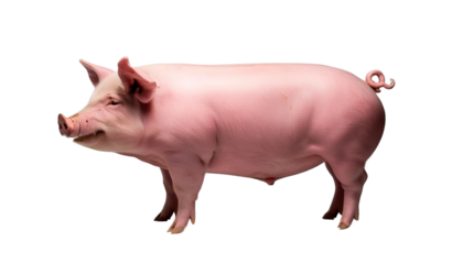 Pink piglet on white, cute farm animal illustration