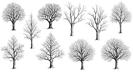 Hand-drawn collection of autumn trees without leaves. Black and white fall  tree sketch vector illustration svg

