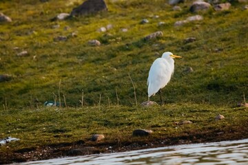 great white heron