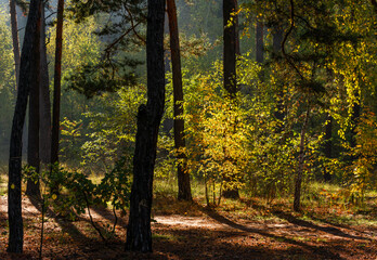 Walks in nature. Autumn colors in the forest. Beautiful nature. Sunny morning.
