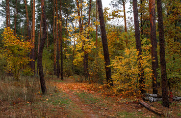Obraz premium Walks in nature. Autumn colors in the forest. Beautiful nature.