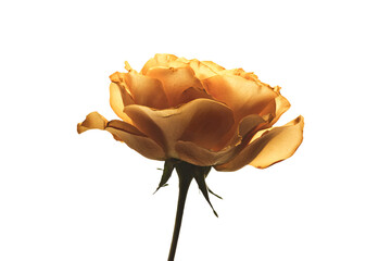 a single yellow rose is shown against a white background