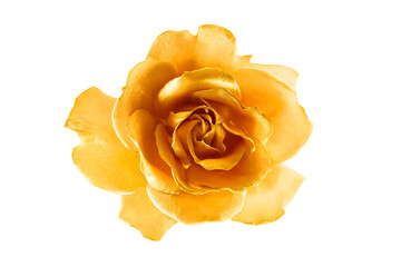 a yellow rose is shown on a white background