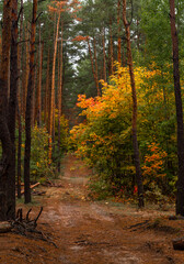 Walks in nature. Autumn colors in the forest. Beautiful nature.