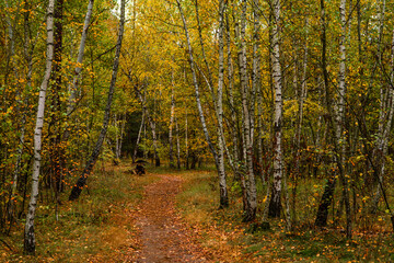 Walks in nature. Autumn colors in the forest. Beautiful nature.