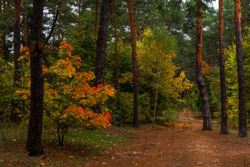 Walks in nature. Autumn colors in the forest. Beautiful nature.