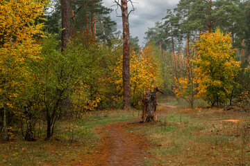 Walks in nature. Autumn colors in the forest. Beautiful nature.