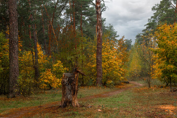 Walks in nature. Autumn colors in the forest. Beautiful nature.