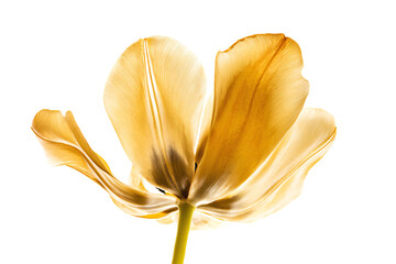 a single yellow flower is shown against a white background