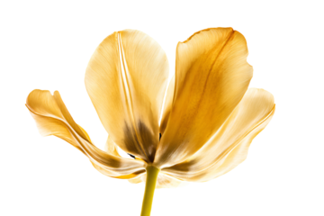 a single yellow flower is shown against a white background