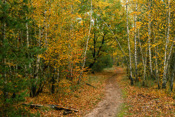 Walks in nature. Autumn colors in the forest. Beautiful nature.