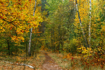 Walks in nature. Autumn colors in the forest. Beautiful nature.