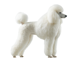 Standard Poodle Standing Proudly with Fluffy Tail Up, Side View, Isolated on Transparent Background