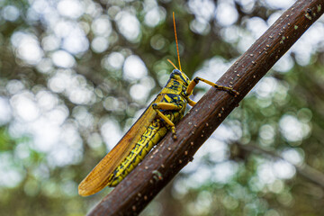 Beautiful Spotted Bird Grasshopper, Texas, USA