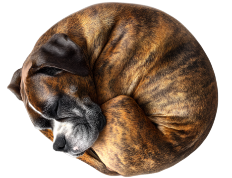 Sleepy Boxer Dog Curled Up in Cute C-Shaped Pose, Top-Down View, Isolated on Transparent Background