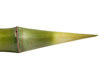 a green plant with a long stem sticking out of it