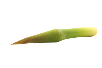a banana plant with a stalk sticking out of it