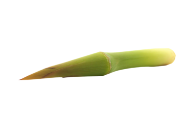 a banana plant with a stalk sticking out of it
