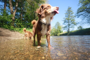 Dog is standing in a river with its tongue out