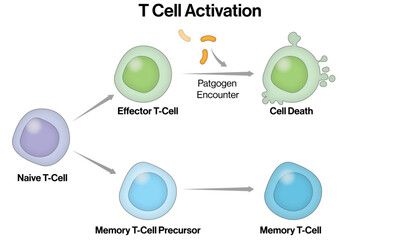 T Cell Activation and Differentiation – Effector and Memory T Cell Lineage Vector Illustration