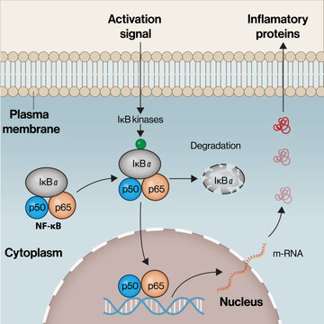 NF-&kappa;B Signaling Pathway &ndash; I&kappa;B&alpha; Degradation and Inflammatory Gene Expression Vector Illustration