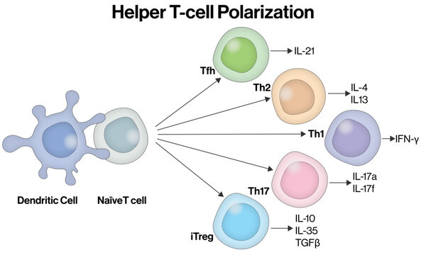 Helper T Cell Polarization &ndash; Vector Illustration of Naive T Cell Differentiation and Cytokine Profiles