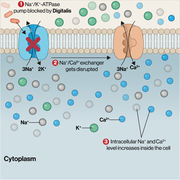 Mechanism of Digitalis Action &ndash; Inhibition of Na⁺/K⁺-ATPase and Intracellular Calcium Increase Vector Illustration